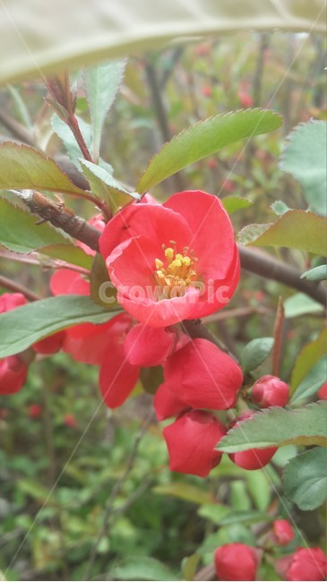 모과꽃,봄,꽃,모과나무,장미과,꽃말,평범,도종환시,flowerbud,spring,flower,5월,감성,여유로움,식물,자연,plants,nature,꽃,flower