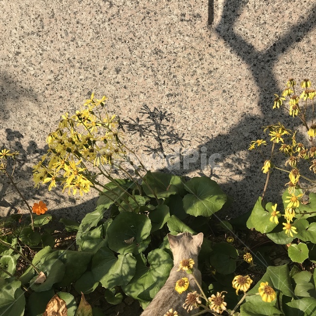 식물,노란색,그림자,plant,풍경