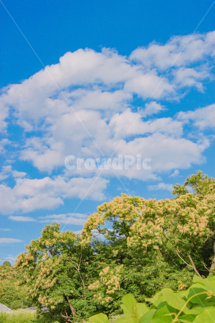 outdoors,nature,하늘,구름,식물,sky,cloud,자연,자연,풍경,nature,landscape,나무,trees,wood,옥외,weather,날씨