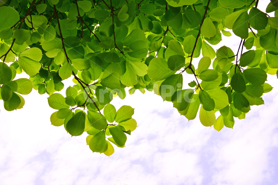 새잎,새순,초록,잎새,green,plant,sky,싱그러운,구름,하늘,6월,녹색,후박나무,나뭇잎,나무,투명,나뭇가지,시즌,계절,season,식물,자연,plants,nature