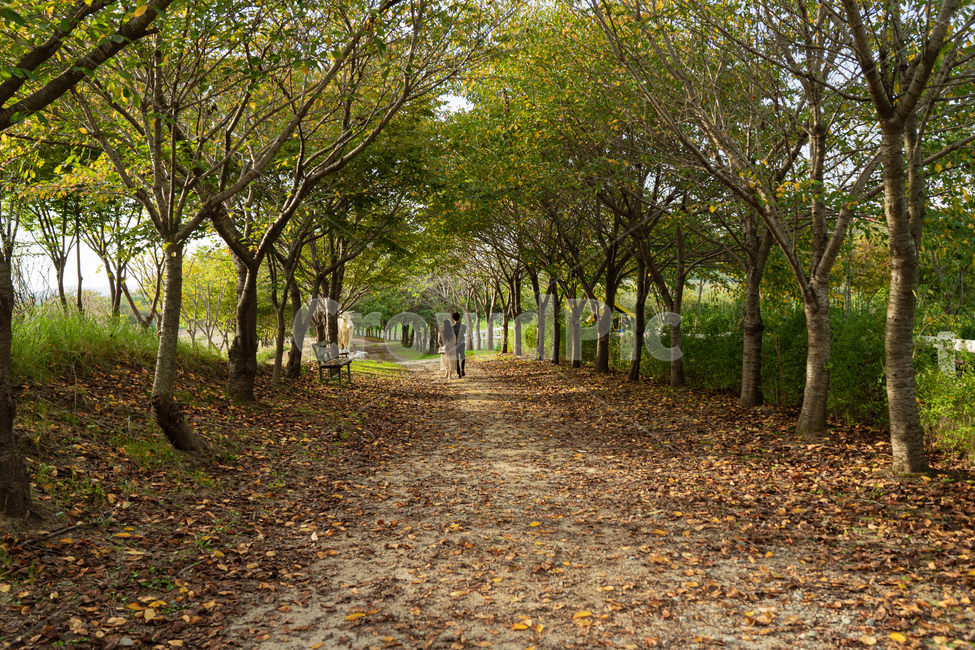 감성,분위기,숲길,길,나무,배경,자연,풍경,식물,오소길,자연,풍경,nature,landscape,tree,plant,ground,바닥,tree trunk,나무 줄기