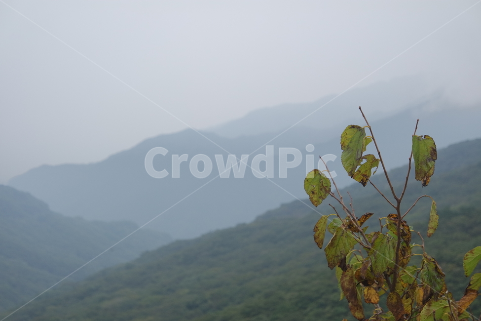 산능선,능선,안개,풍경,나뭇잎,자연,경치,경관,장관,쓸쓸한,서늘한,지리산,산,mountain,ridge,fog,nature