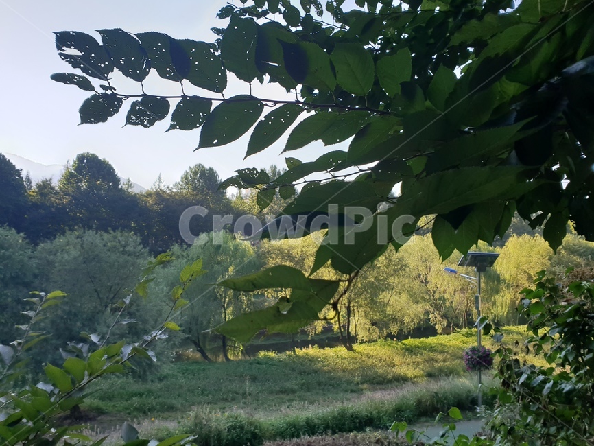 숲,나무,초록,햇살,풍경,감성,식물,자연,plants,nature