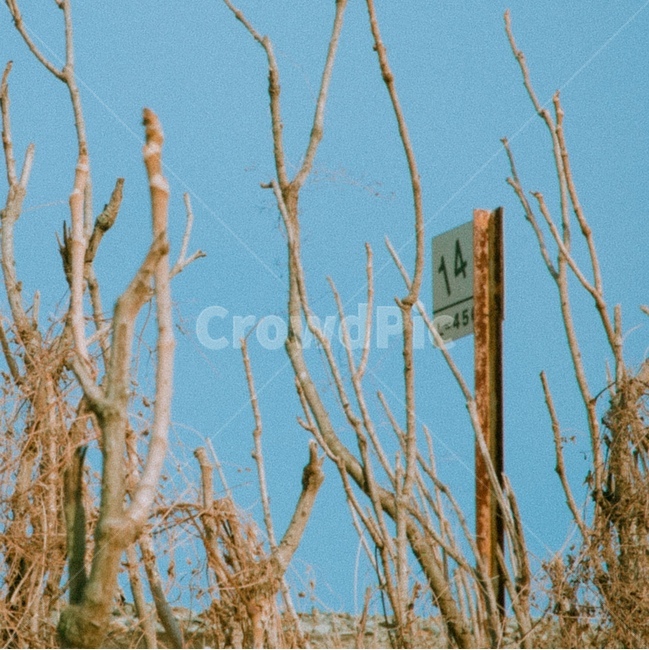 감성사진,이국적,여행,하늘,나무,풍경,식물,자연,plants,nature,나무,trees,wood,감성,sensible,feeling