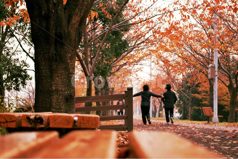 가을,삼락공원,단풍잎,단풍,가을풍경,감성,주황빛,가을,계절,fall,autumn,season,사람들,대중,군중,other people,crowd,tree,나무,plant,식물