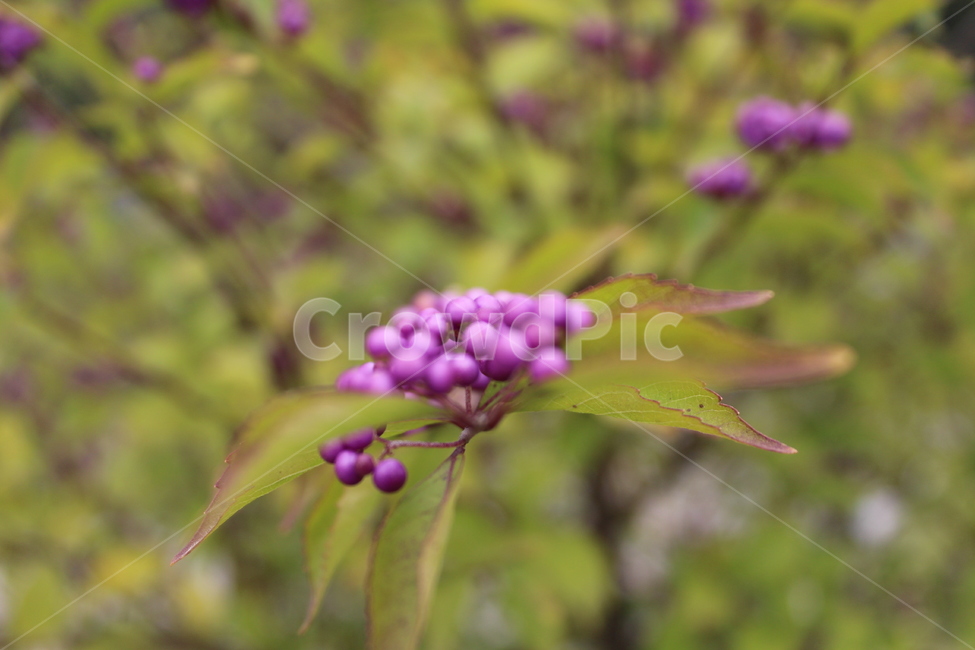 야생화,들꽃,보라색꽃,꽃말,예쁜꽃,plant,식물,과일,열매,fruit