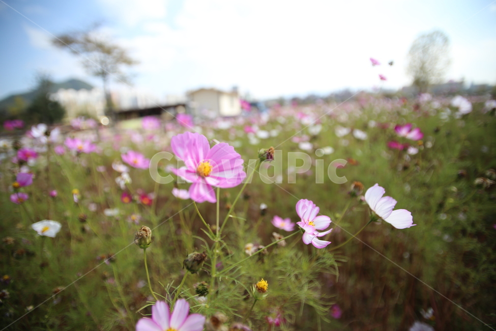 꽃,코스모스,하늘,들판,춘천,식물,자연,plants,nature,꽃,flower