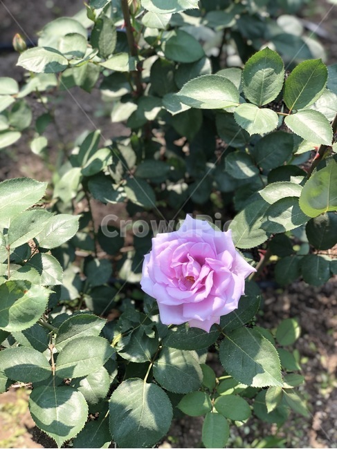 plant,식물,blossom,꽃,flower,rose,장미