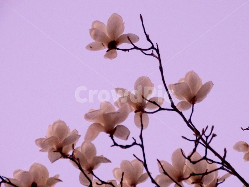 목련,봄,식물,나무,흰꽃,식물,자연,plants,nature,꽃,flower