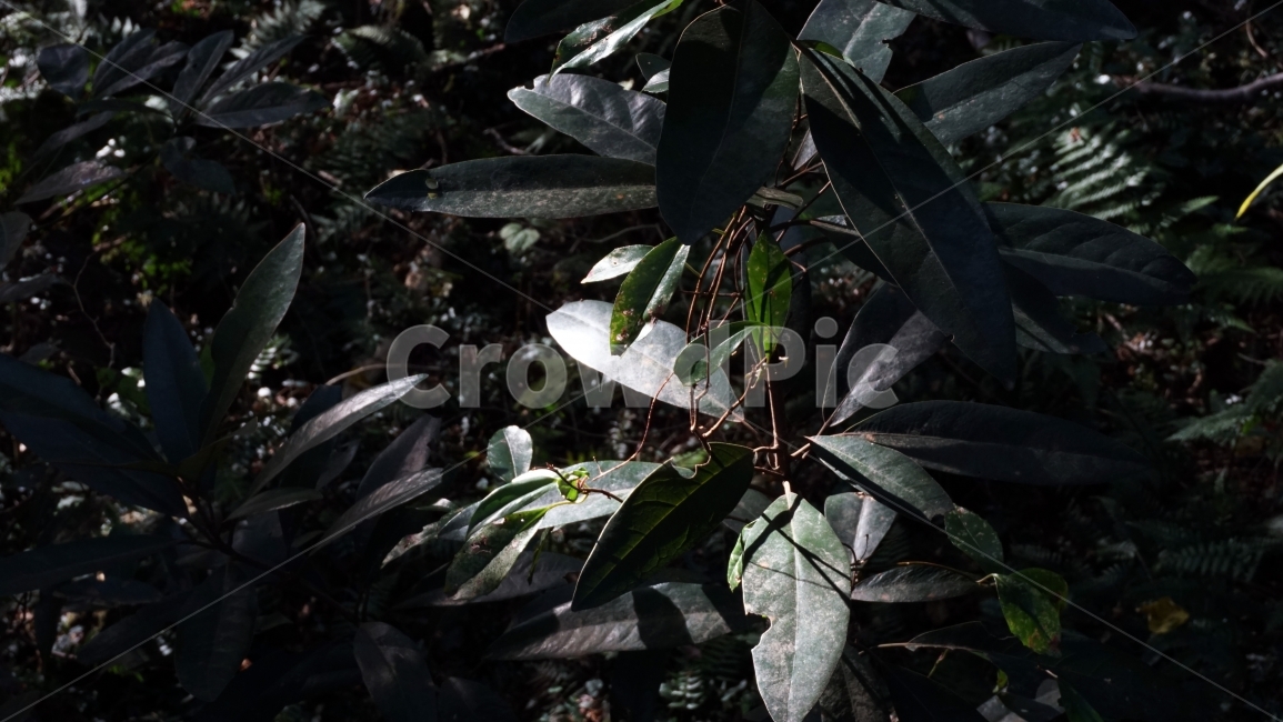 풀,숲,신비,자연,고요한,비자림,식물,자연,plants,nature