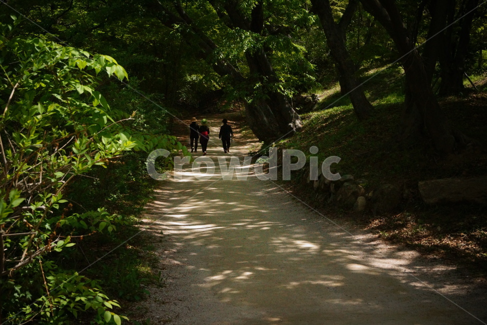 오솔길,숲길,산책길,woodlandpath,shadypath,paththroughaforest