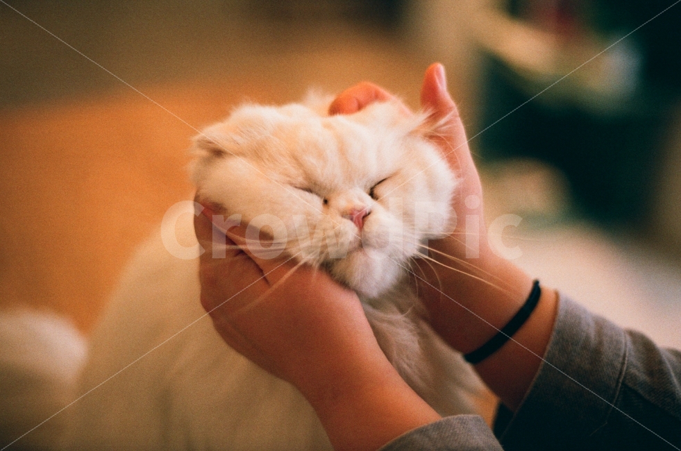 고양이,감성사진,필름사진,동물,귀여운,사랑스러운,따뜻한,cat,sensitive,film,animal,cute,lovely,동물,animal,포유류,mammal,고양이,cat,kitten,kitty,사람,인물,인간,human,person,신체일부,몸,body,감성,sensible,feeling