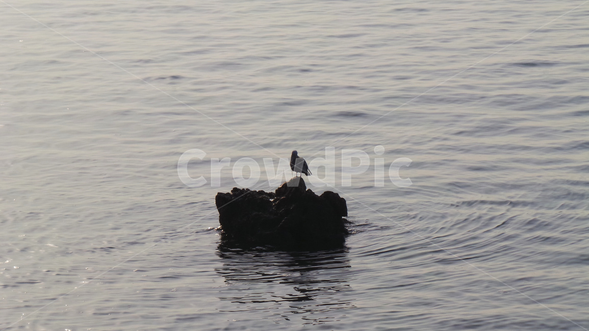 갈매기,새,조류,동물,bird