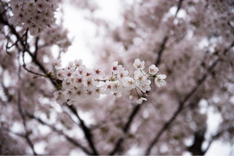 봄,벚꽃,벚나무,일본,사쿠라,꽃,흰색,계절,봄꽃,4월,season,spring,cherryblossom,sakura,flower,blossom,bloom,japan,봄,계절,spring,season,식물,자연,plants,nature,꽃,flower,plant,cherry blossom