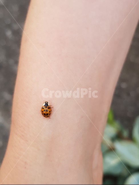 ladybug,무당벌레,벌레,팔,climb,곤충,벌레,insect,bug