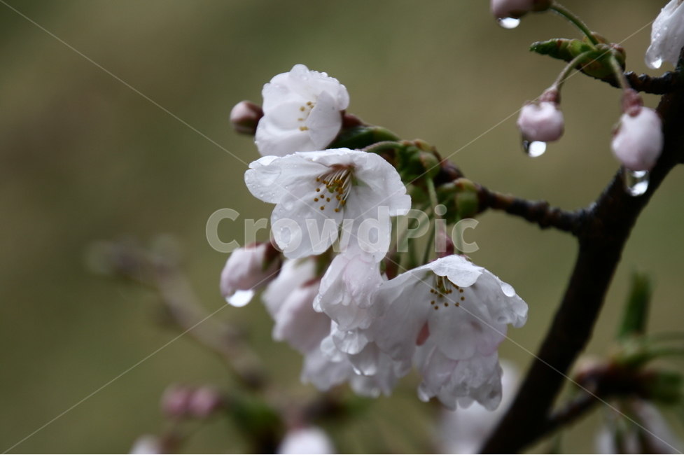 봄,꽃,벚꽃,아름다움,2018,마지막꽃사진,봄,계절,spring,season,식물,자연,plants,nature,꽃,flower,plant,blossom