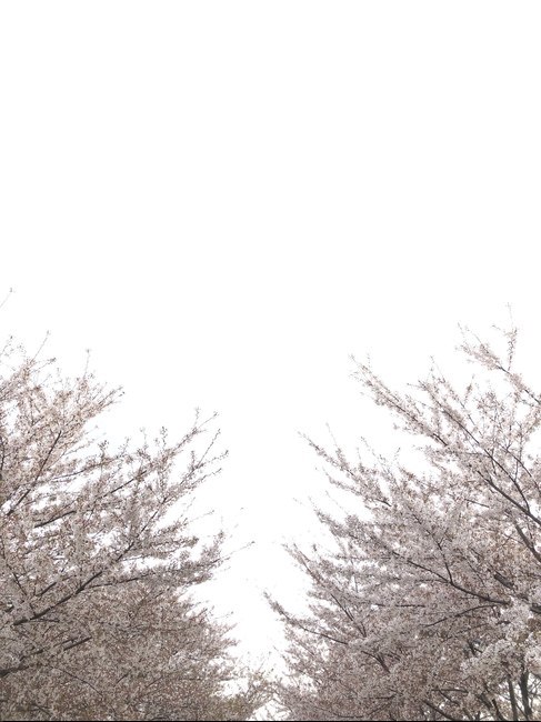 봄,벚꽃,벚꽃엔딩,봄날,봄봄봄,분홍,봄,계절,spring,season,자연,풍경,nature,landscape,plant,식물
