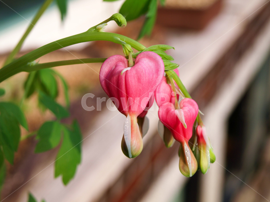 식물,꽃,angiospermae,beautiful,beauty,금낭화,bleeding,bloom,blooming,blossom,closeup,color,colorful,dicentra,dicentraspectabilis,flora,floral,flower,fresh,garden,green,hanging,heart,heartflower,natural,nature,pink,plant,plantae,shape,spring