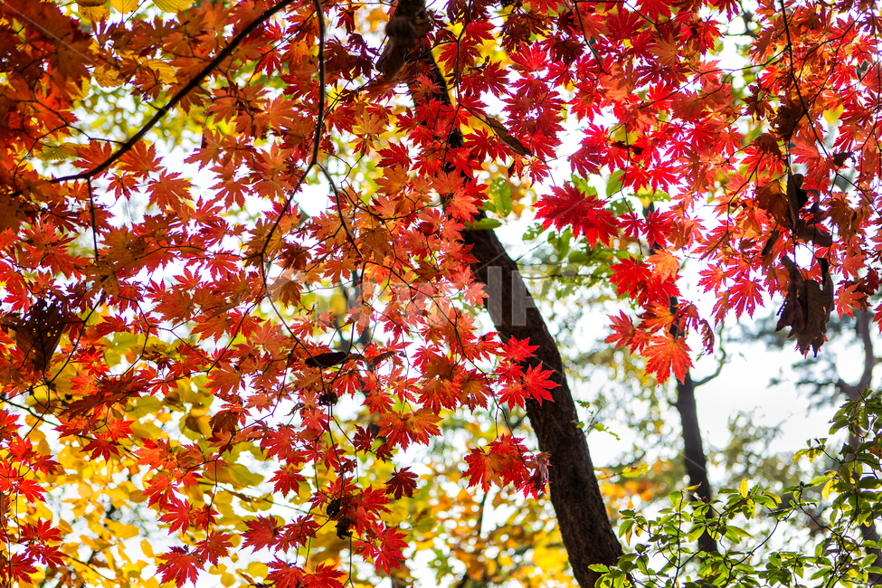 단풍,가을,빨간단풍,나무,잎,알록달록,가을,계절,fall,autumn,season,자연,풍경,nature,landscape,식물,plants,나무,trees,wood,leaf,plant,tree,maple