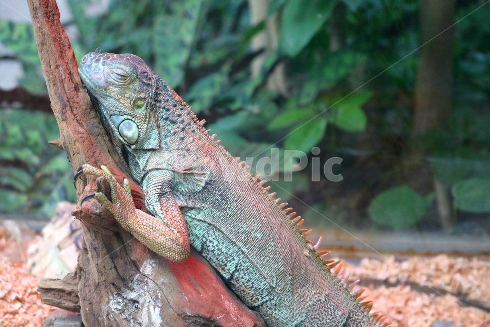 이구아나,도마뱀,파충류,동물,척추동물,자연,동물,animal,파충류,양서류,reptile,amphibian