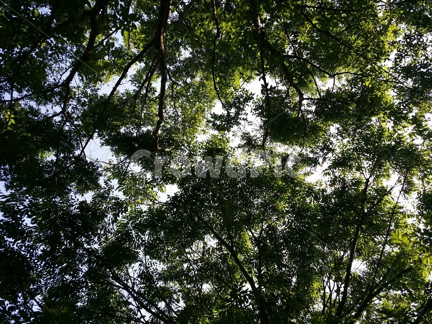 나무숲,그린,피톤치드,나무,여름숲,자연,풍경,nature,landscape,tree,plant,식물