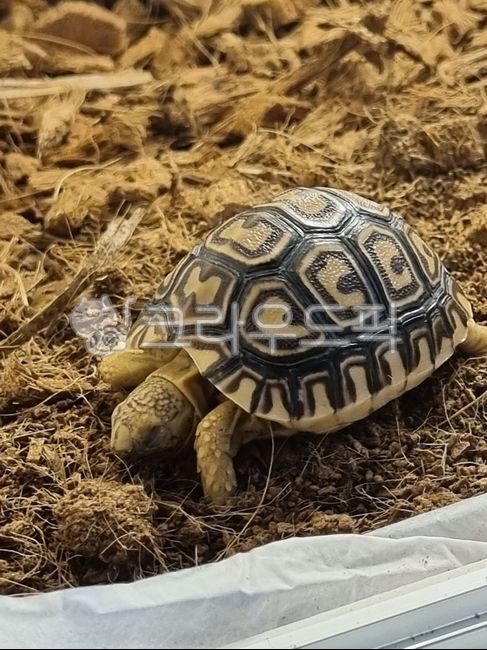 turtle,레오파드,잠,leopardturtle,거북이