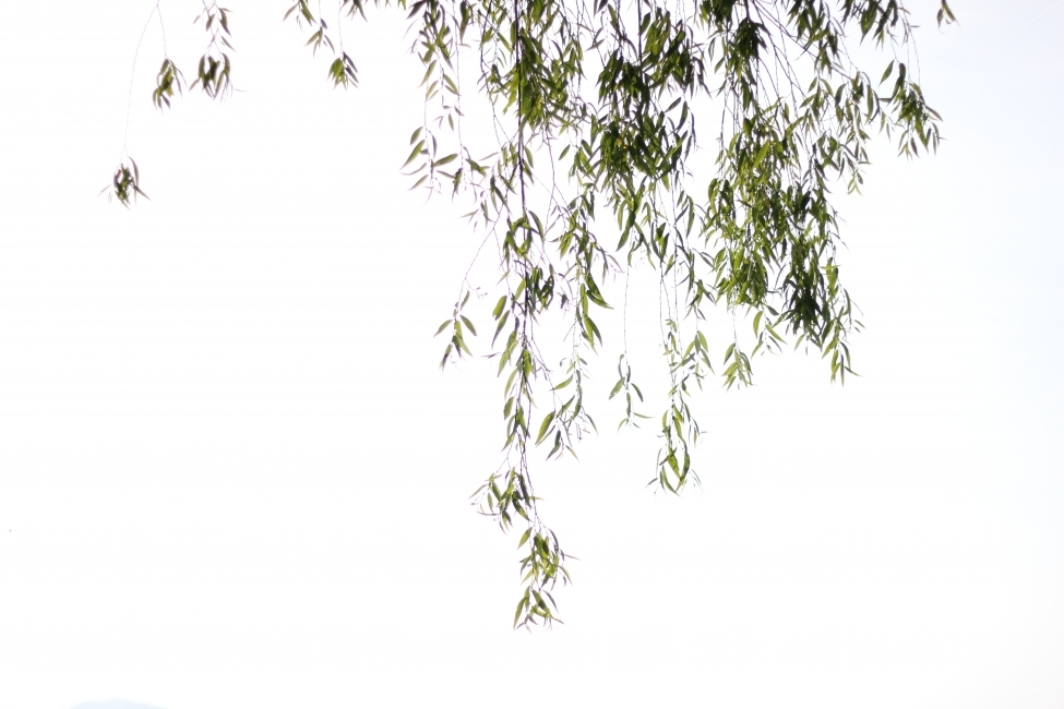 식물,나무,나뭇잎,흰색,화이트,초록,초록색,plants,tree,nature,green,white,자연,landscape,scenery,식물,자연,plants,nature