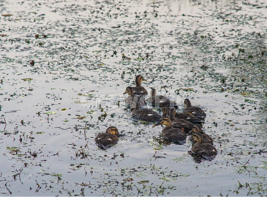 호수,오리,조류,새,동물,동물,animal,조류,새,birds