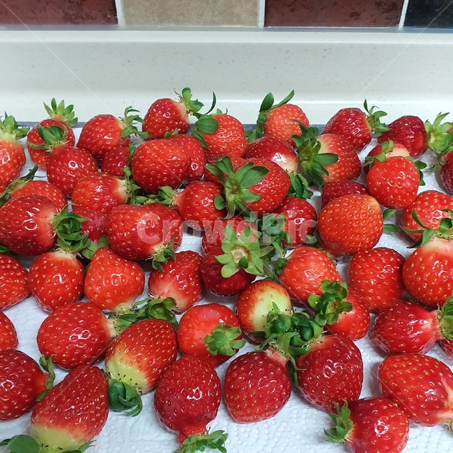 과일,fruit,strawberry,딸기,food