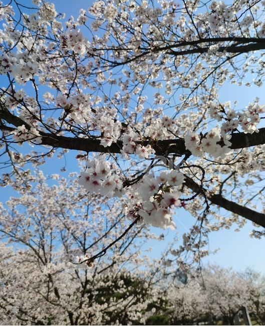 벚꽃,봄,배경화면,배경,꽃