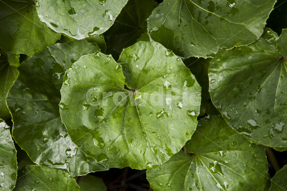 식물,잎사귀,녹색,여름,빗방울,plants,green,leaf,이파리