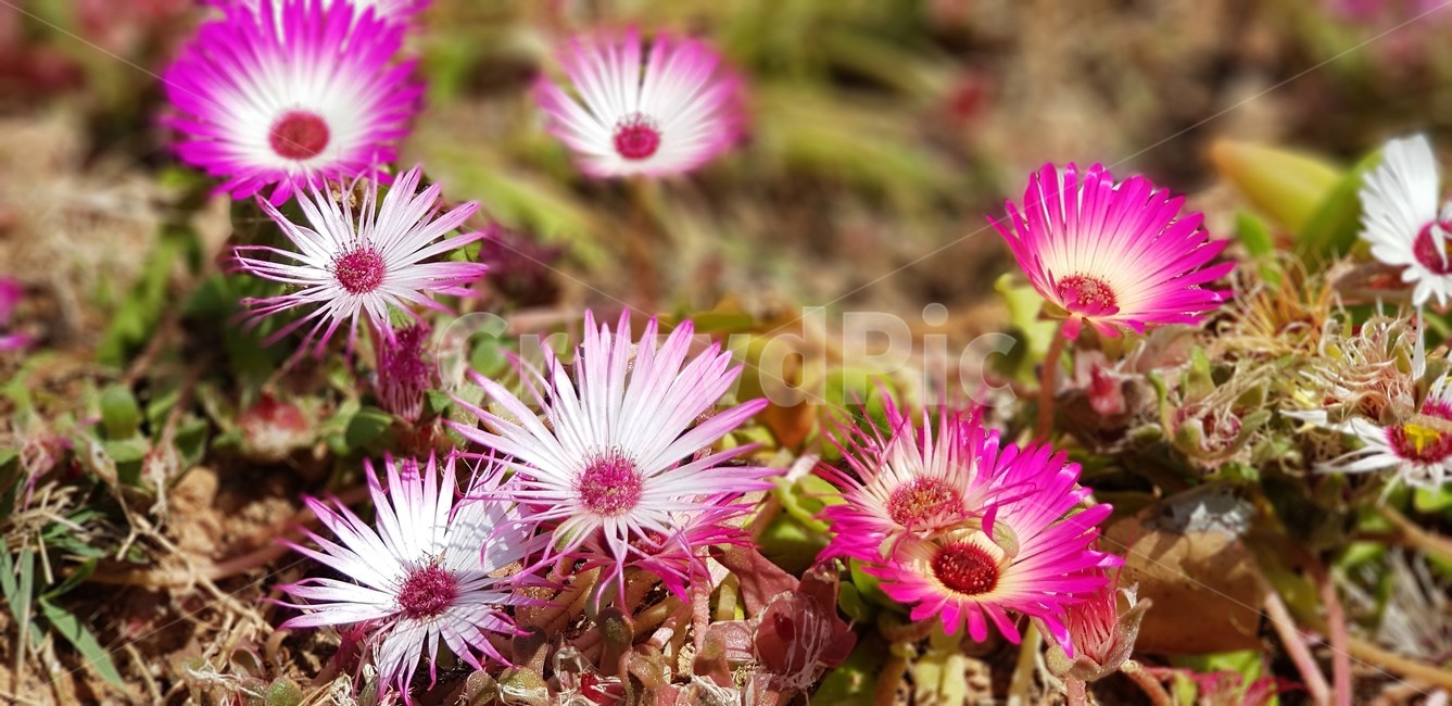 꽃,리빙스톤데이지,식물,자연,flower,nature,그린,green,pink,white,식물,자연,plants,nature,꽃,flower