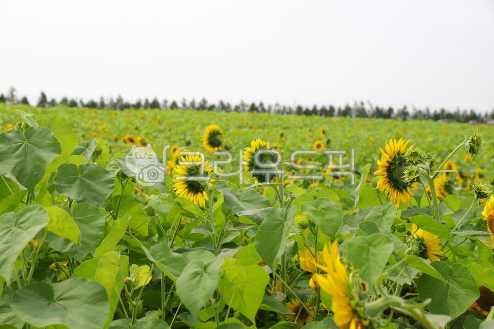 해바라기,꽃,여름,식물,목초지,들판,농장,farm,자연,안성팜랜드,꽃밭,flower,sunflower,자연,풍경,nature,landscape