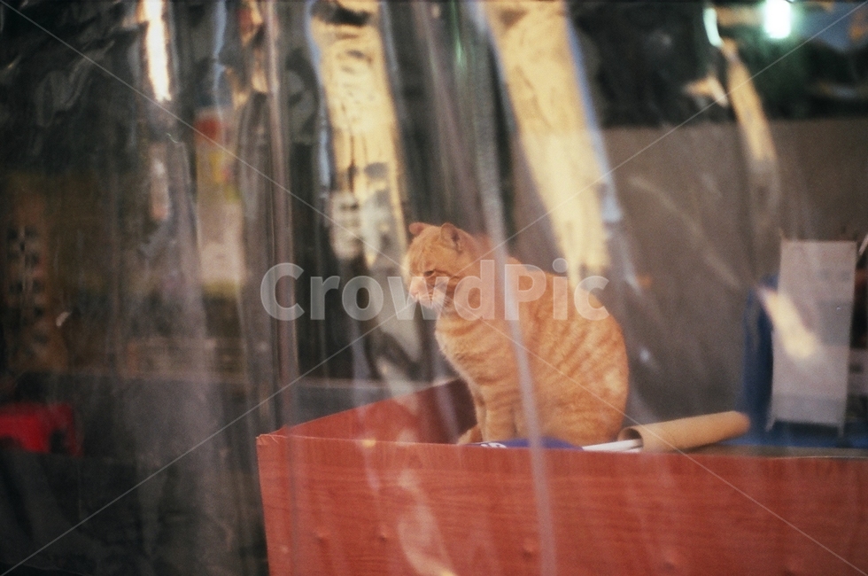 고양이,cat,앉은모습,길고양이,시장
