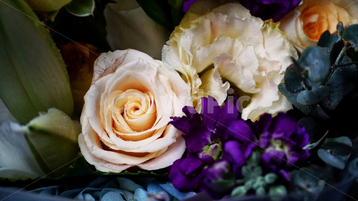 꽃,plant,식물,blossom,rose,장미,flower