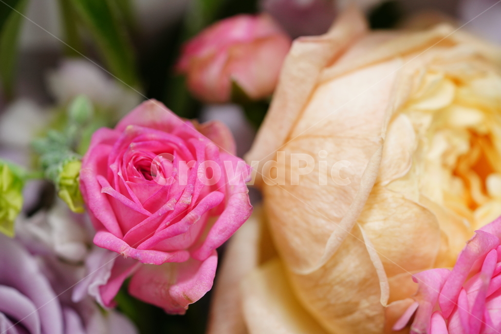 꽃,축하,꽃다발,식물,flower,색감,컬러,플라워,접사,감성,생물,감사,마음,꽃,flower