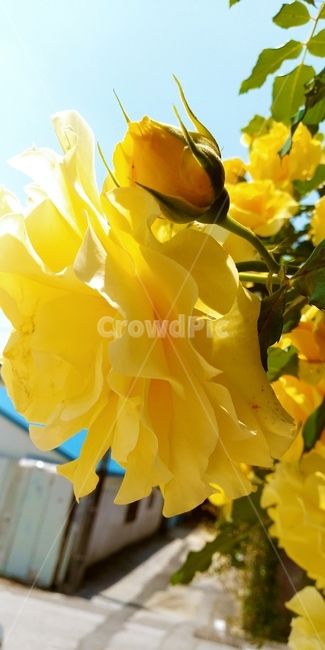 꽃봉오리,봄,접사,장미,노란색,식물,자연,plants,nature,꽃,flower