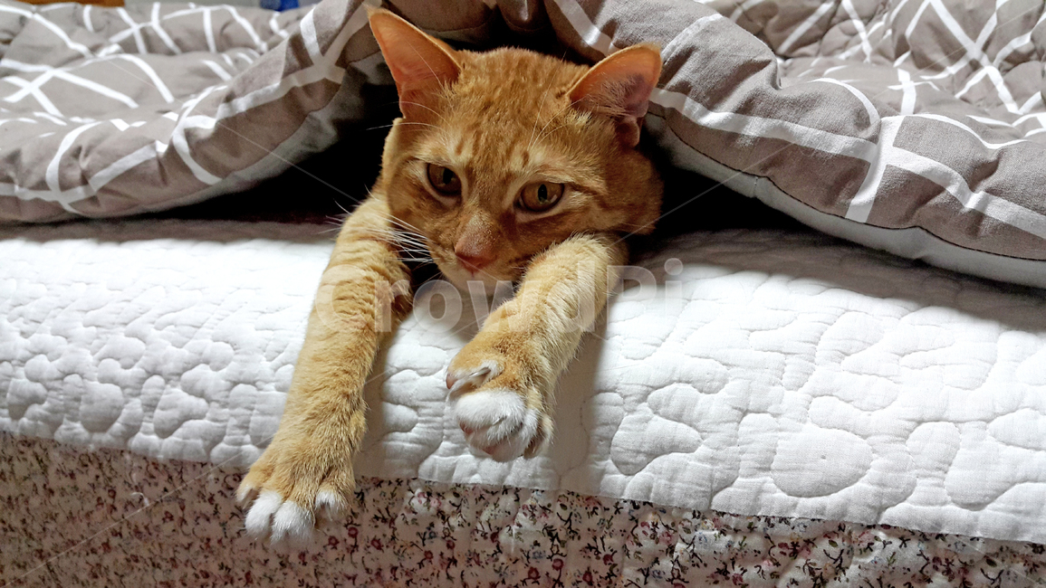 고양이,코리안숏헤어,나른한고양이,치즈태비,심심한고양이,동물,animal,포유류,mammal,고양이,cat,kitten,kitty