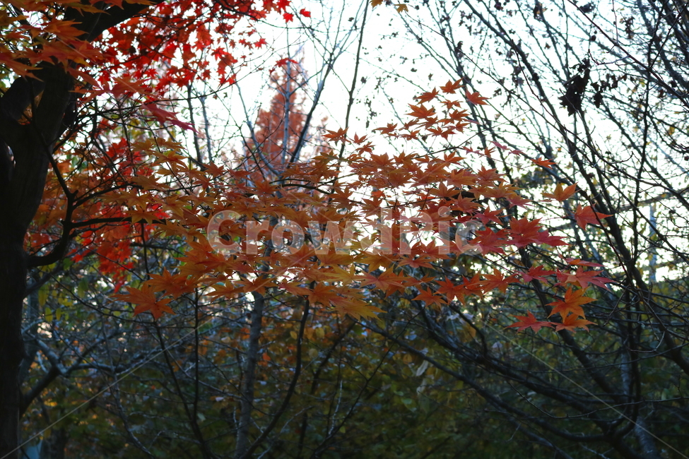 단풍,단풍나무,나무,식물,가을,자연,가을,계절,fall,autumn,season,식물,자연,plants,nature,plant,leaf,잎,tree,maple
