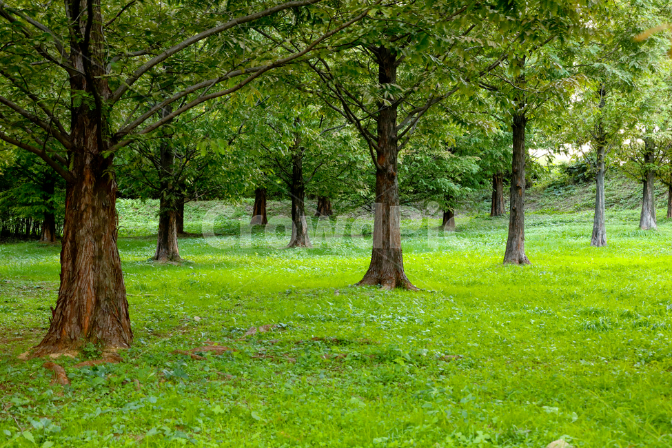 초록잔디,greengrass,나무,tree,초록,배경,자연,풍경,nature,landscape,plant,식물,tree trunk,나무 줄기,grass,잔디