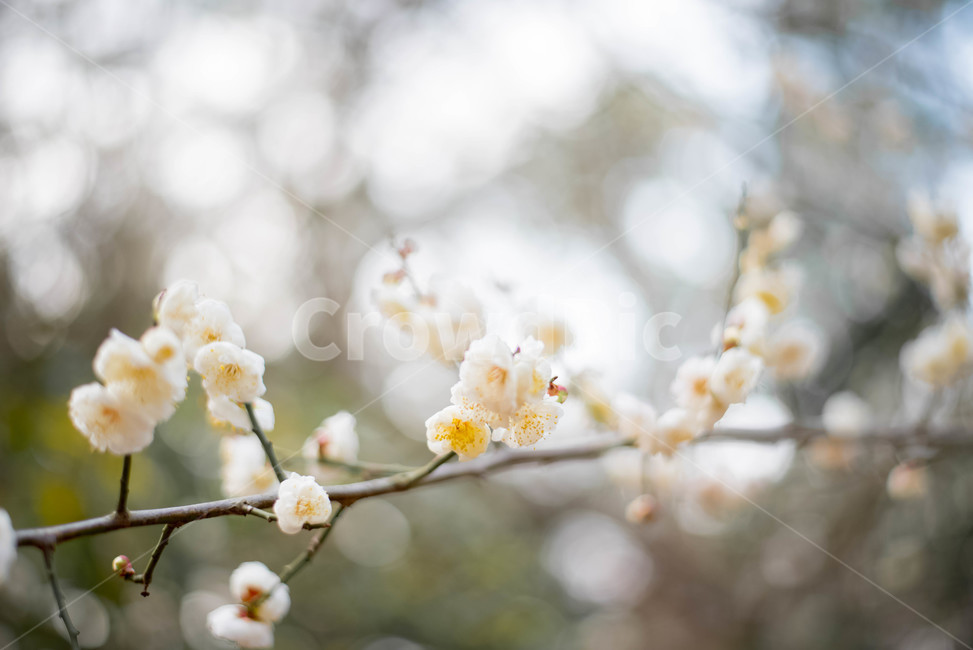 plant,plum tree,plum blossom,flower,white plum blossom