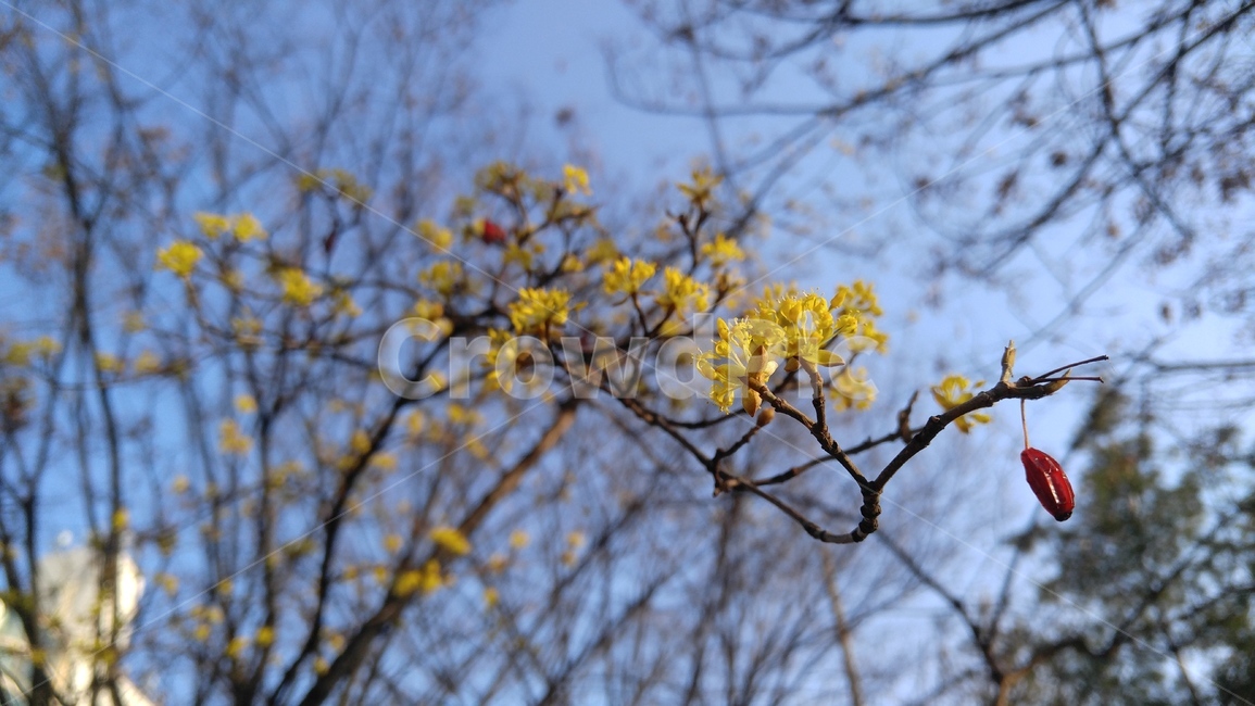 산수유,노란꽃,꽃,노랑,봄,노란색,감성,나무,cornusfruit,yellowflower,flower,spring,emotional,tree,식물,자연,plants,nature,꽃,flower