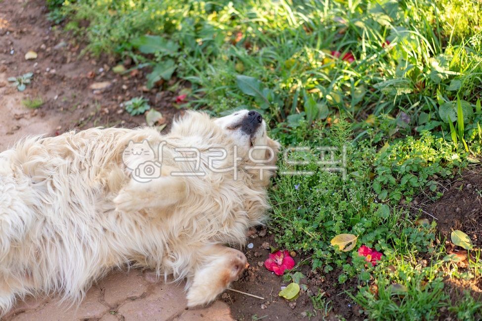 goldenretriever,골든리트리버,animal,동물,pet,애완동물,dog,개,동물,animal,포유류,mammal,개,강아지,dog,doggy