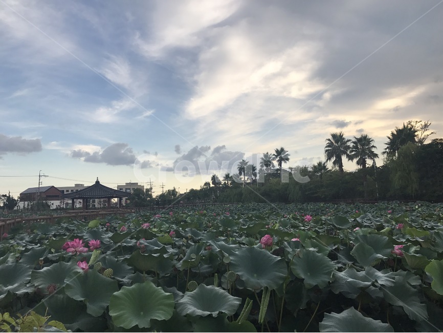 식물,plant,제주,jeju,꽃,flower,연꽃,lotus