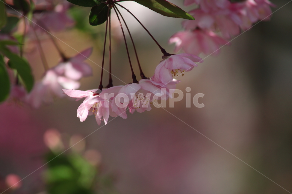 수사해당화,서부해당화,꽃아그배나무,꽃사과나무,crabapple