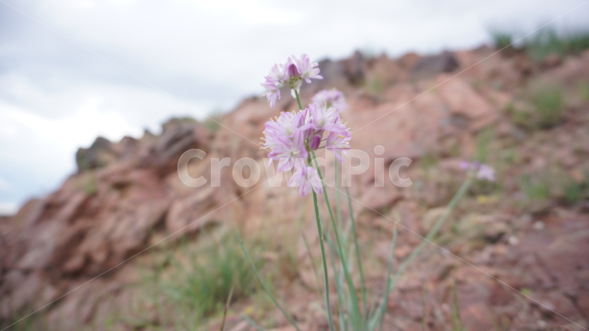 꽃,flower,몽골,mongolia,자연,식물,자연,plants,nature,꽃,flower
