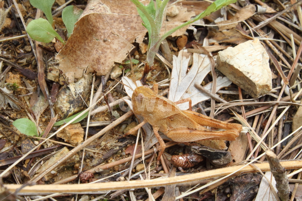 메뚜기,곤충,grasshopper,동물,locust,풀무치,동물,animal,곤충,벌레,insect,bug