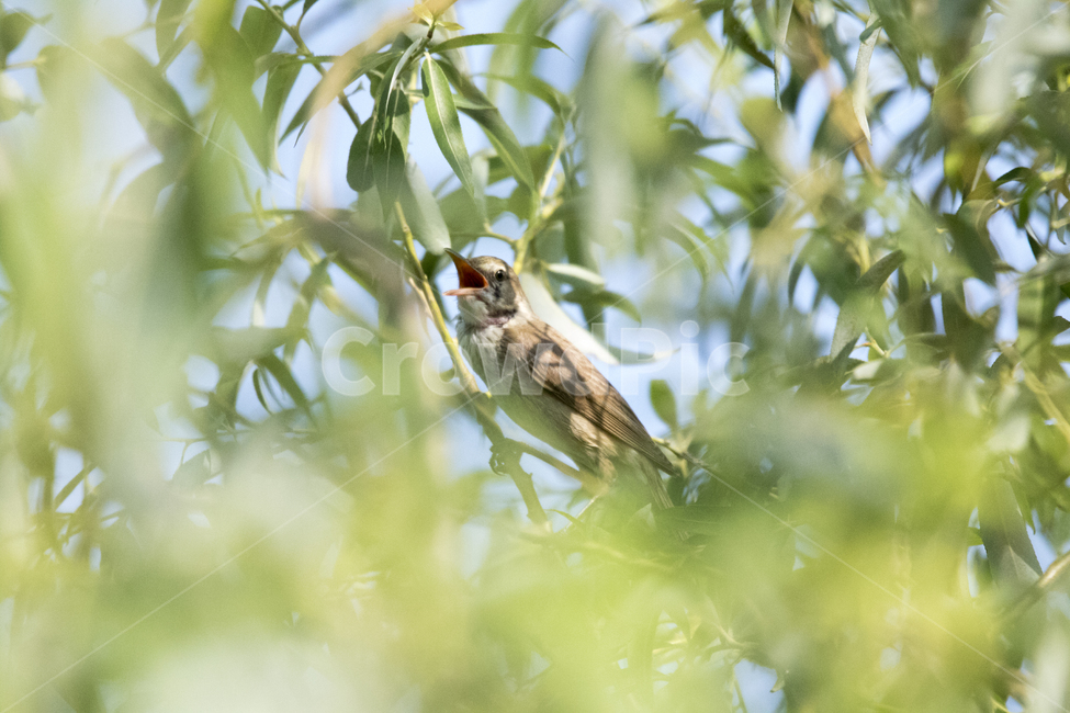 개개비,짝짓기,노래,여름,소리,동물,animal,조류,새,birds