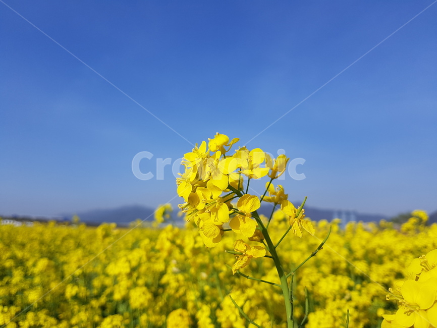 유채꽃,노란색,봄철,하늘,노란꽃,꽃밭,자연,꽃,풍경