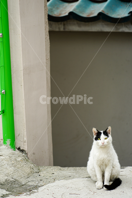 고양이,동물,포유류,길냥이,cat,animal,pet,동물,animal,포유류,mammal,고양이,cat,kitten,kitty